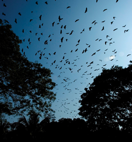 A bat colony swarms at dusk in Bangladesh.
